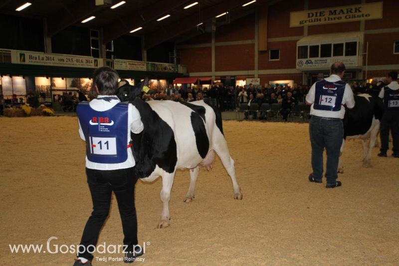 Wystawa  Blickpunkt Rind 2013 w miejscowości Paaren/Glien (Niemcy)