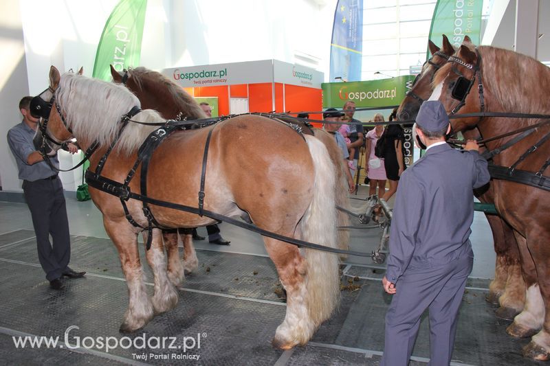 XXV Krajowa Wystawa Zwierząt Hodowlanych Niedziela