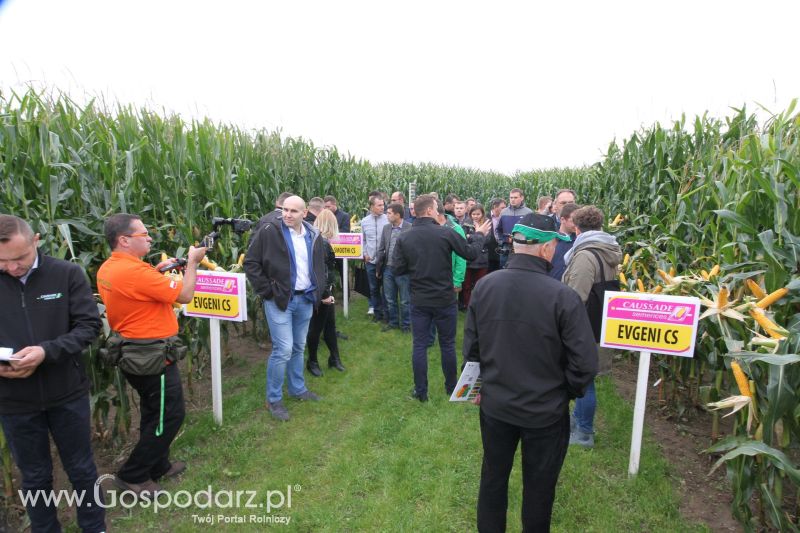 Poletka doświadczalne Caussade Nasiona w Dziećmiarkach 2017