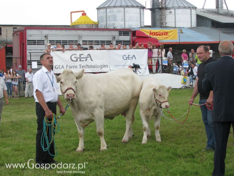 Bydło - Szepietowo 2012 XIX Regionalna Wystawa Zwierząt Hodowlanych