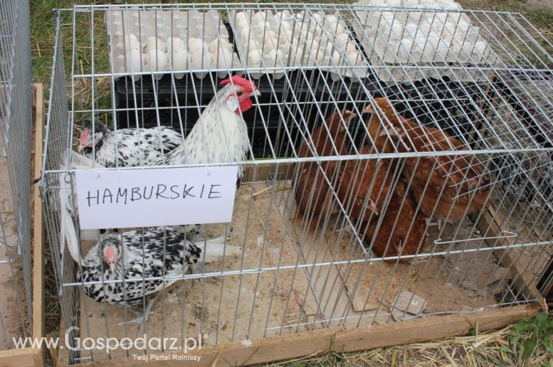 Drób - Szepietowo 2012 XIX Regionalna Wystawa Zwierząt Hodowlanych