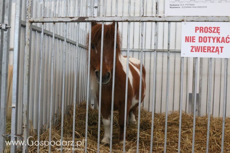 Krajowa Wystawa Zwierząt Hodowlanych w Poznaniu 2017 (sobota, 6 maja)