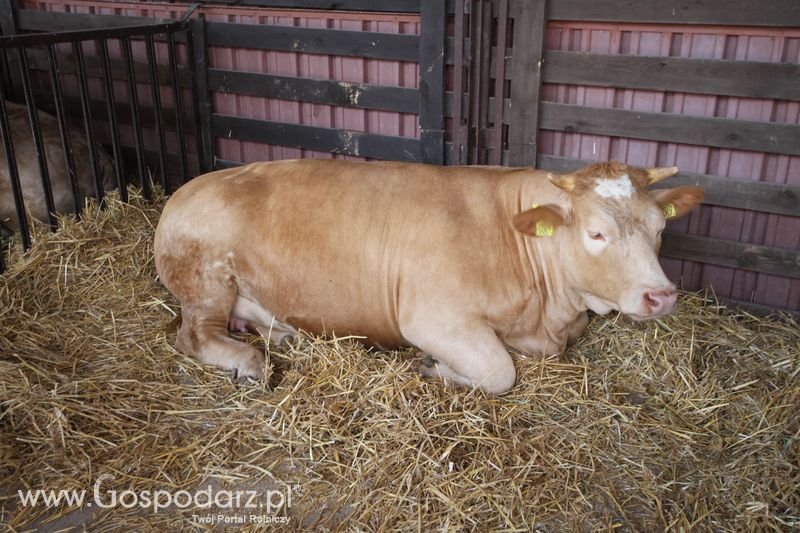  Regionalna Wystawa Zwierząt Hodowlanych W Szepietowie 2016 z Gospodarz.pl