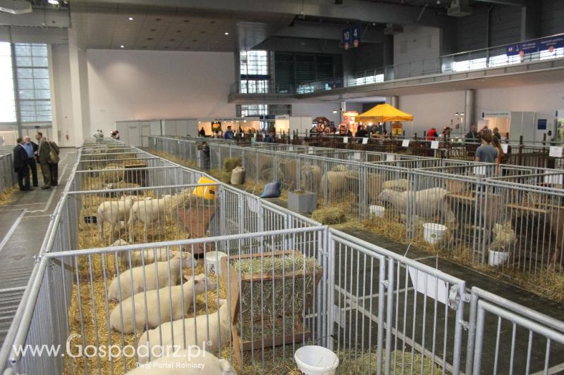 XXVI Krajowa Wystawa Zwierząt Hodowlanych - piątek