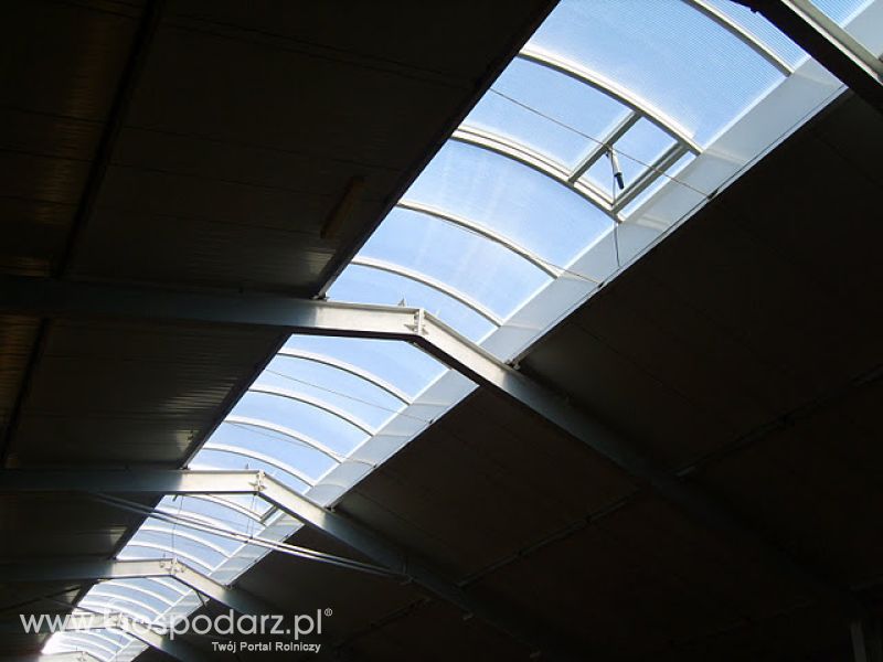 Stef-Bud - Świetliki, Pasma świetlne