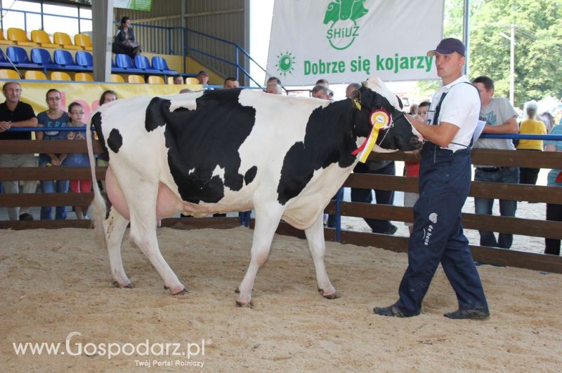 Bydło - Szepietowo 2012 XIX Regionalna Wystawa Zwierząt Hodowlanych