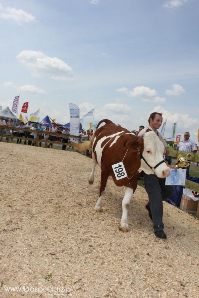 Superchampioni i championi Śląskiej Wystawy Bydła Mlecznego Opolagra 2011