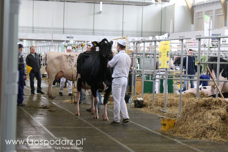 Krajowa Wystawa Zwierząt Hodowlanych w Poznaniu 2017 (sobota, 6 maja)