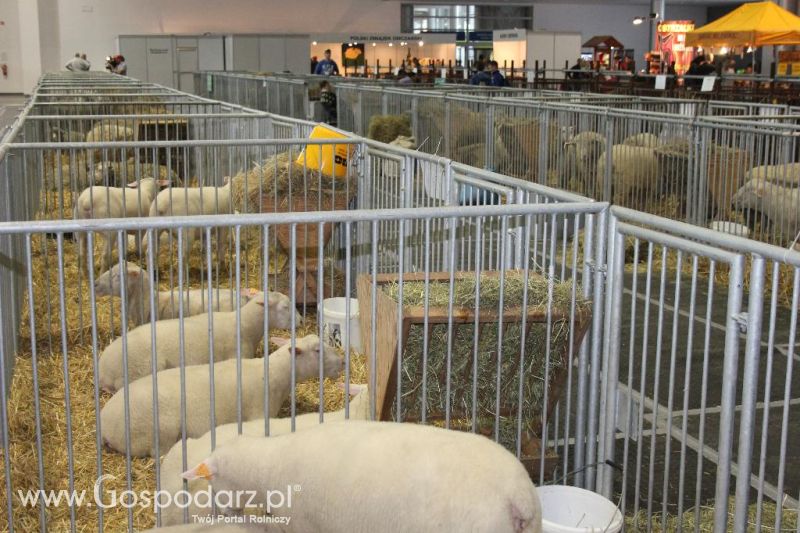 XXVI Krajowa Wystawa Zwierząt Hodowlanych - piątek