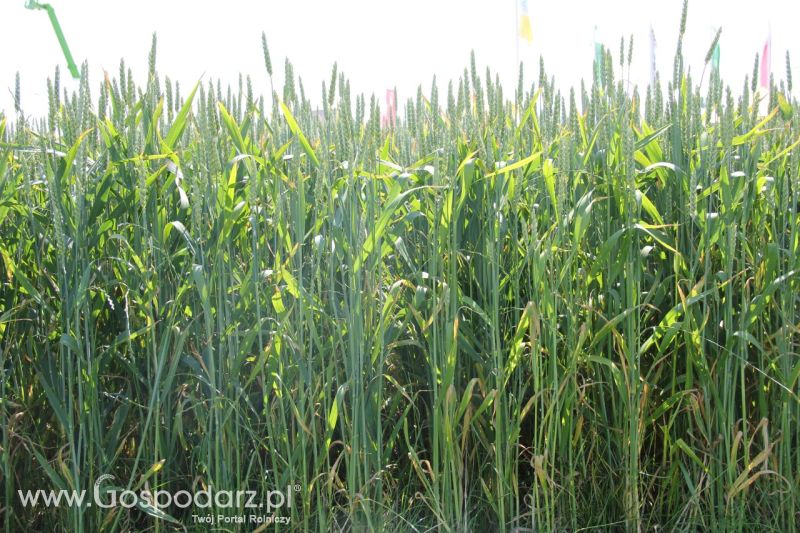 Zielone AGRO SHOW – POLSKIE ZBOŻA 2014 w Sielinku - niedziela