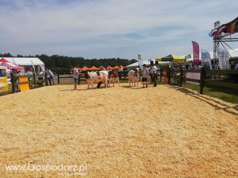 Opologra 2019