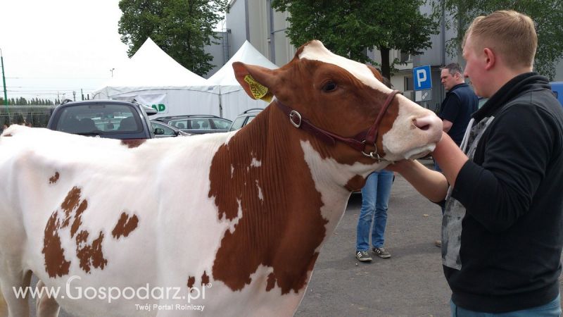KWZH 2015. Bliskie spotkania ze zwierzętami hodowlanymi
