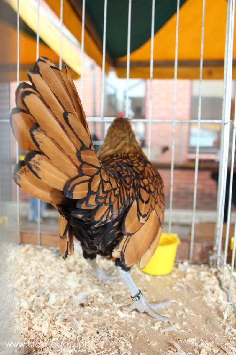 Wielkopolskie Targi Rolnicze „Sielinko 2011”  - Sobota