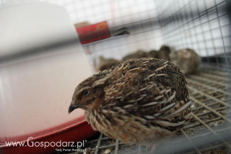 Regionalna Wystawa Zwierząt Hodowlanych i Dni z Doradztwem Rolniczym w Szepietowie-niedziela