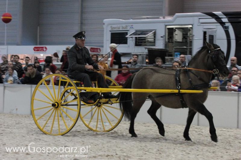 CAVALIADA 2013 w Poznaniu