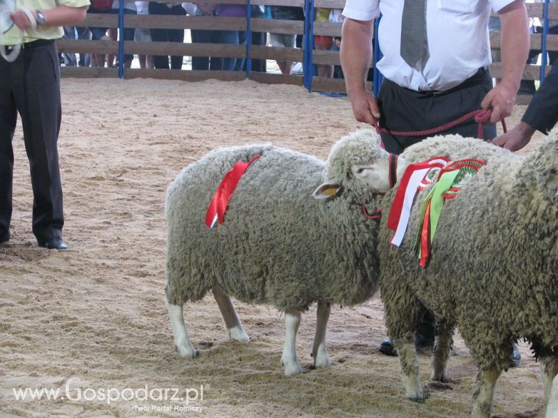 Owce- Szepietowo 2012 XIX Regionalna Wystawa Zwierząt Hodowlanych