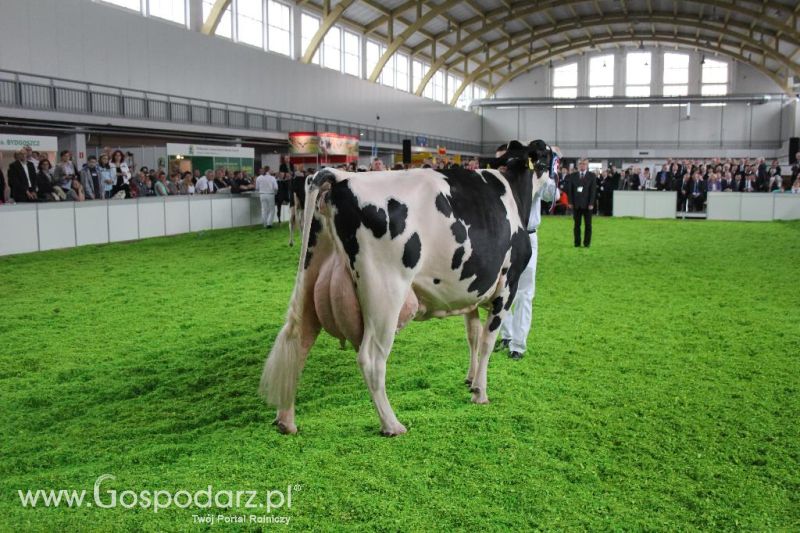 XXVI Krajowa Wystawa Zwierząt Hodowlanych - sobota i niedziela