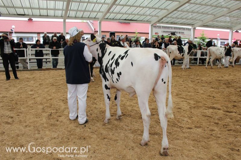 VII Ogólnopolska Wystawa Bydła Hodowlanego - Sielinko 2012