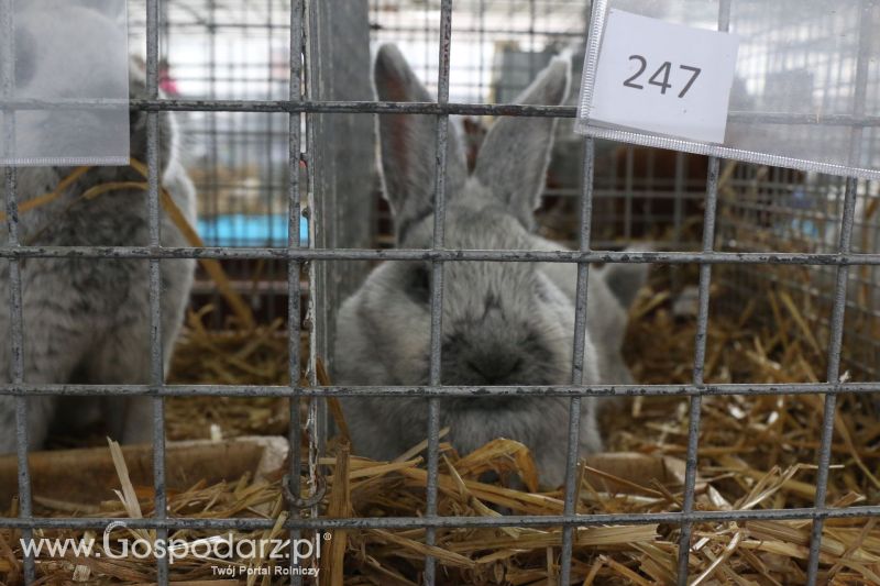 Krajowa Wystawa Zwierząt Hodowlanych w Poznaniu 2017 (piątek, 5 maja)