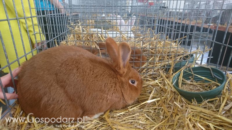 Narodowa Wystawa Zwierząt Hodowlanych 2019