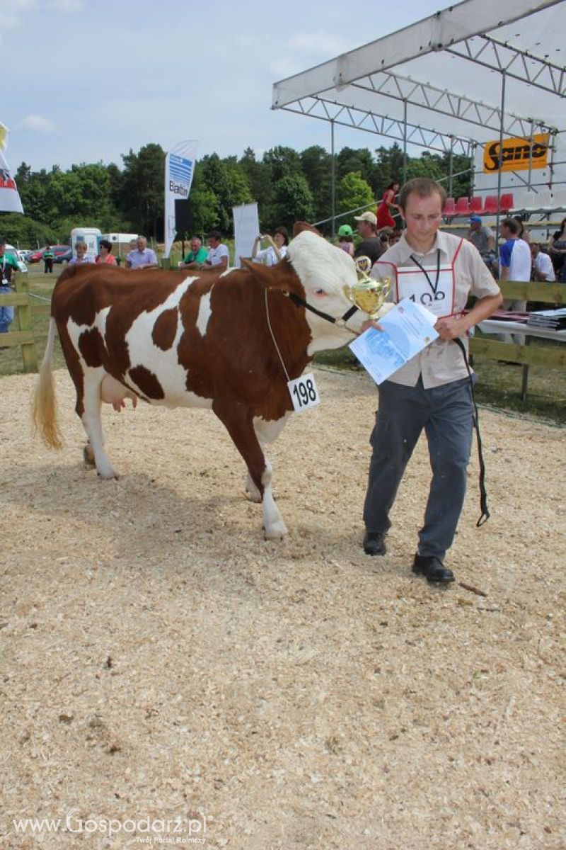 Superchampioni i championi Śląskiej Wystawy Bydła Mlecznego Opolagra 2011