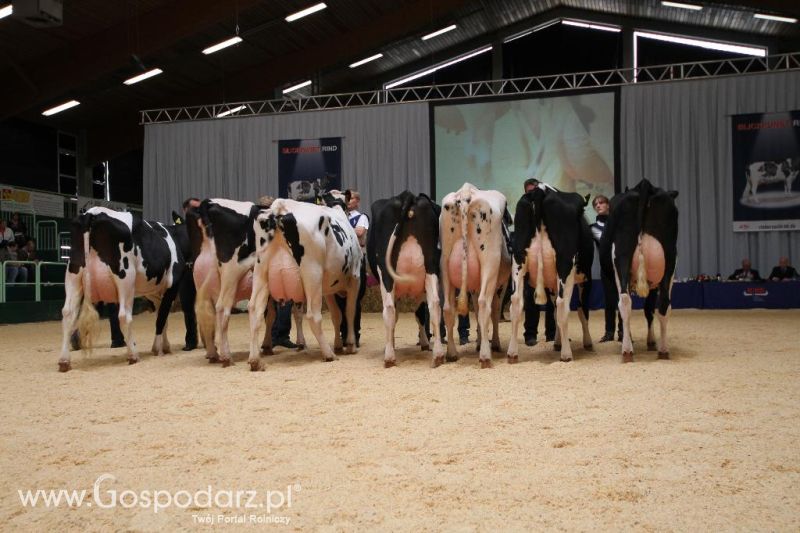 Wystawa  Blickpunkt Rind 2013 w miejscowości Paaren/Glien (Niemcy)