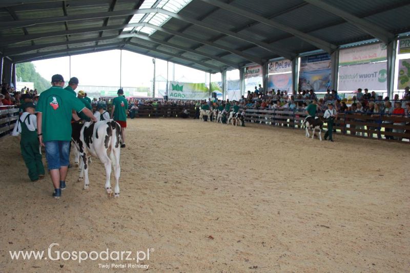 Młody Hodowca - Szepietowo 2013 XX Regionalna Wystawa Zwierząt Hodowlanych