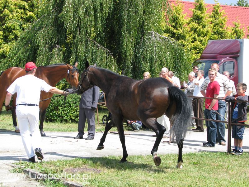 Wystawa Koni Sielinko 2011