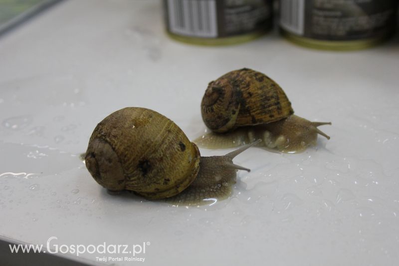 XXV Krajowa Wystawa Zwierząt Hodowlanych Niedziela