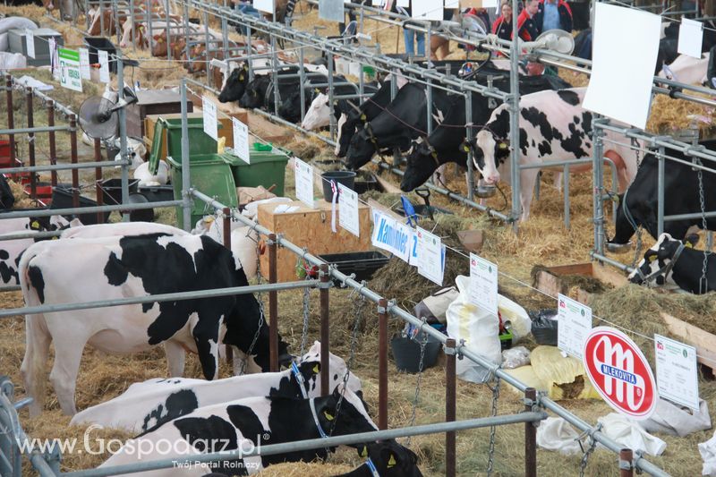 KWZH 2015 piątek