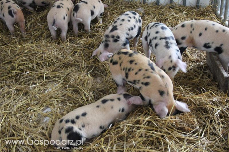 XXVI Krajowa Wystawa Zwierząt Hodowlanych - sobota i niedziela