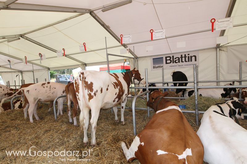 OPOLAGRA 2015 w Kamieniu Śląskim