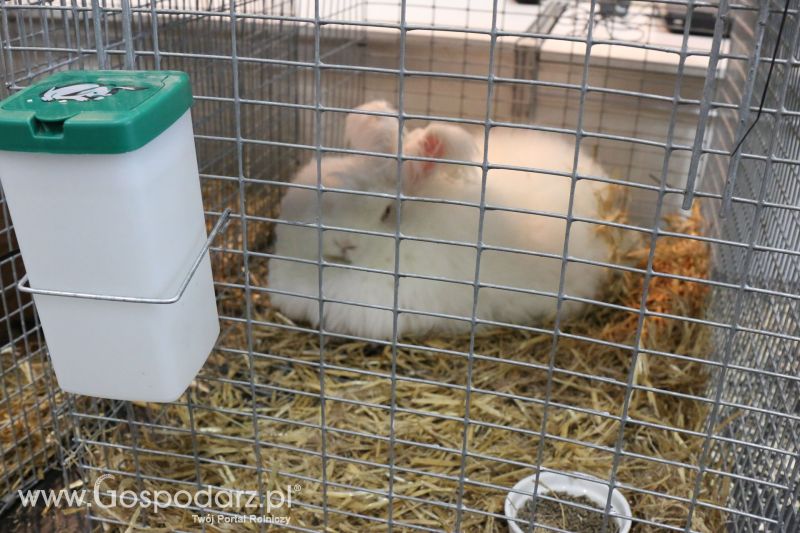 Krajowa Wystawa Zwierząt Hodowlanych w Poznaniu 2017 (sobota, 6 maja)