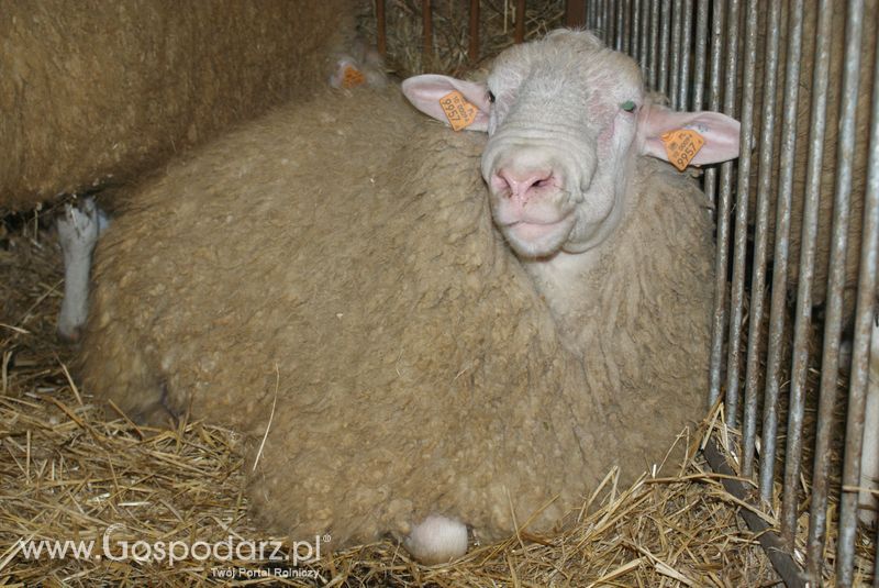 Owce i kozy na XXV Krajowej Wystawie Zwierząt Hodowlanych