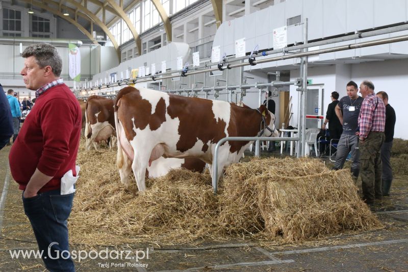 Krajowa Wystawa Zwierząt Hodowlanych w Poznaniu 2017 (niedziela, 7 maja)