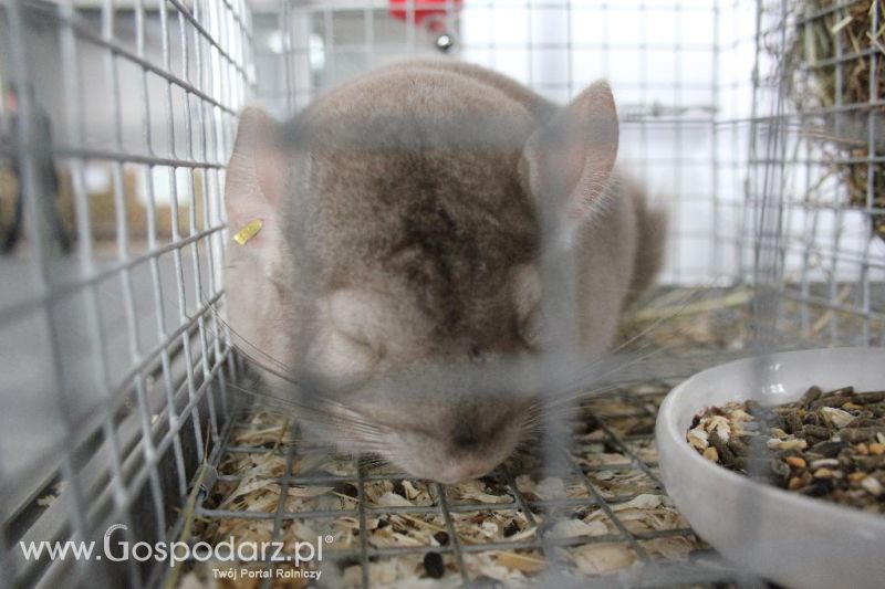 XXVI Krajowa Wystawa Zwierząt Hodowlanych - sobota i niedziela