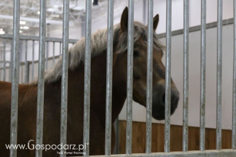 Krajowa Wystawa Zwierząt Hodowlanych w Poznaniu 2017 (niedziela, 7 maja)