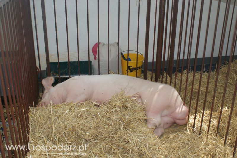 Lochy, knury na XXV Krajowej Wystawie Zwierząt Hodowlanych