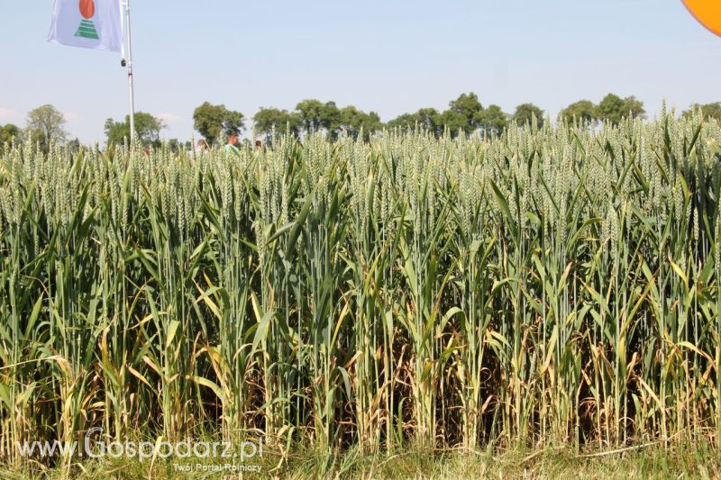 Zielone AGRO SHOW – POLSKIE ZBOŻA 2014 w Sielinku - niedziela