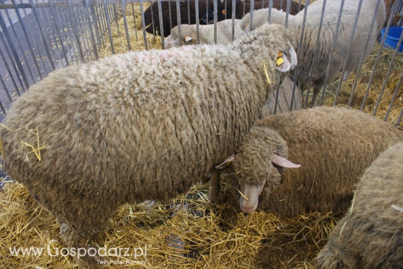 Owce i kozy na XXV Krajowej Wystawie Zwierząt Hodowlanych