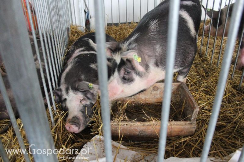 XXVI Krajowa Wystawa Zwierząt Hodowlanych - sobota i niedziela