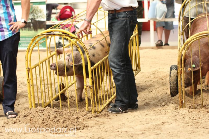 Zielone AGRO SHOW – POLSKIE ZBOŻA 2014 w Sielinku - niedziela