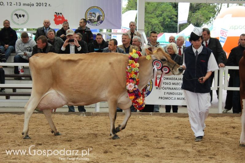 Prezentacja Championów na VII Ogólnopolskiej Wystawie Bydła Hodowlanego w Sielinku 2012