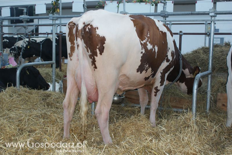 Bydło mleczne na XXV Krajowej Wystawie Zwierząt Hodowlanych