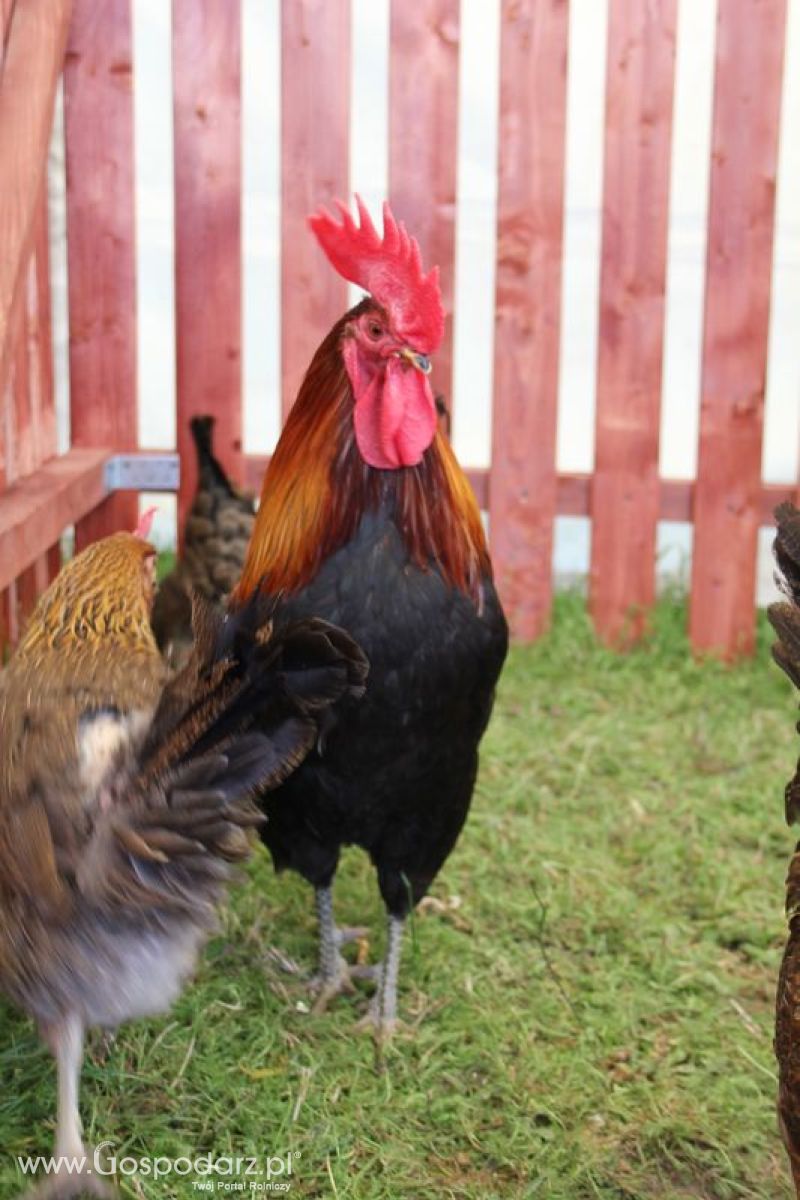 Konferencja Naukowo-Techniczna pt. Innowacyjność w produkcji zwierzęcej - oczekiwania czy konieczność dzień drugi