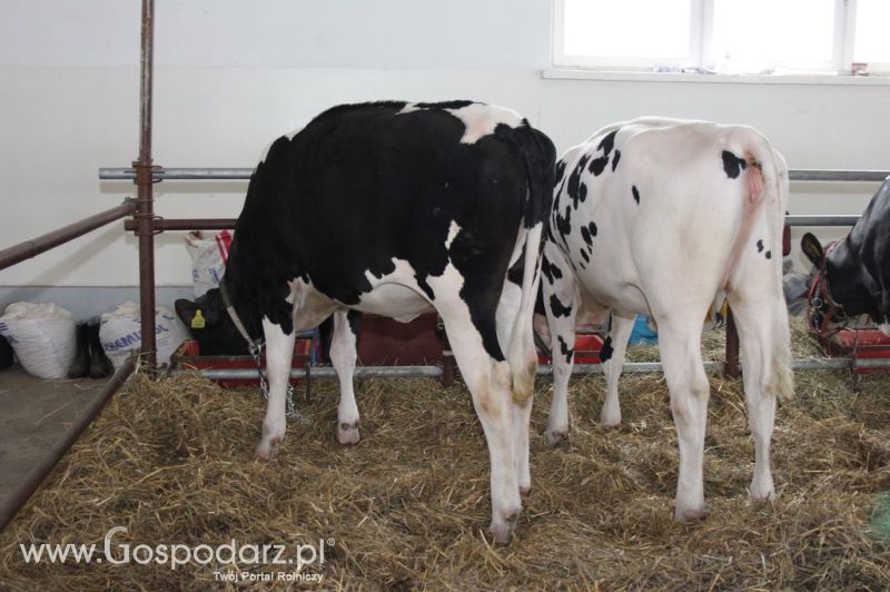 VII Ogólnopolska Wystawa Bydła Hodowlanego - Sielinko 2012