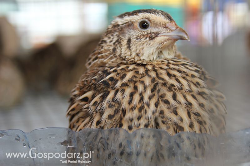 Wielkopolskie Targi Rolnicze „Sielinko 2011”  - Sobota