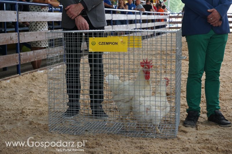 Wystawa zwierząt w Szepietowie