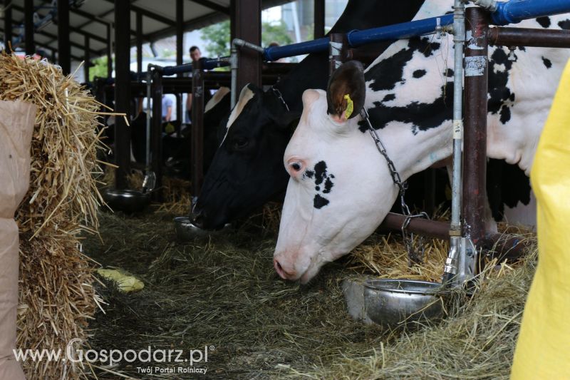 Regionalna Wystawa Zwierząt Hodowlanych i Dni z Doradztwem Rolniczym w Szepietowie 2017