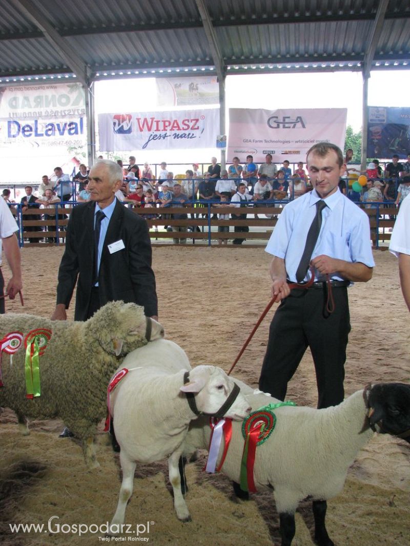 Owce- Szepietowo 2012 XIX Regionalna Wystawa Zwierząt Hodowlanych
